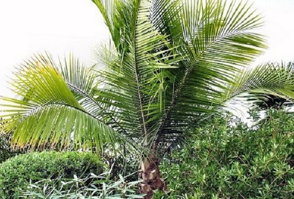 significato fiori palma