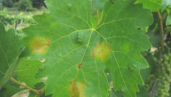 peronospora malattia fungina pericolosa