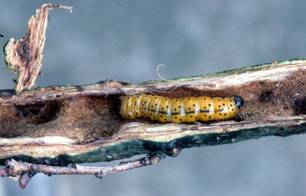 Rodilegno giallo, insetto parassita