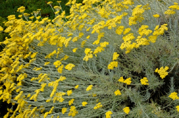 santolina erba aromatica arredo