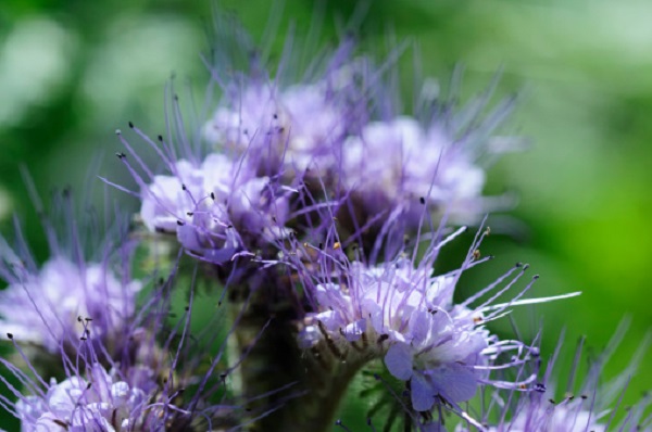 Caryopteris arbusto balcone