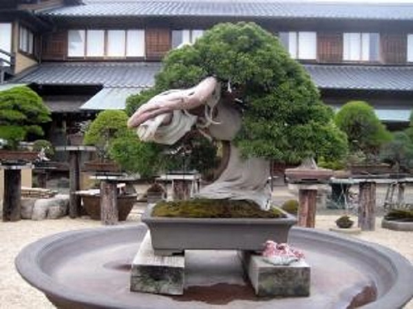 I bonsai dei museo Shunkaen