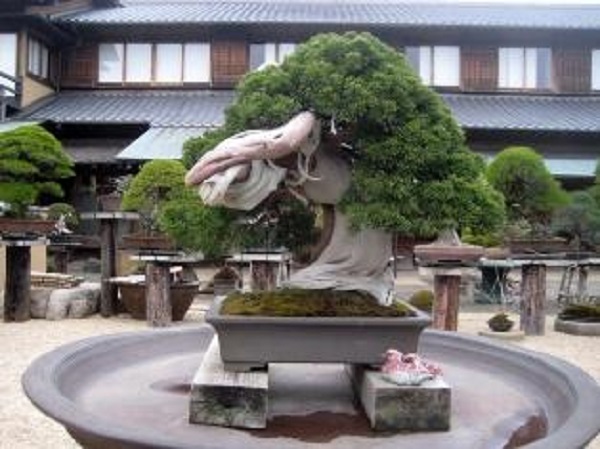 Shunkaen-Bonsai1