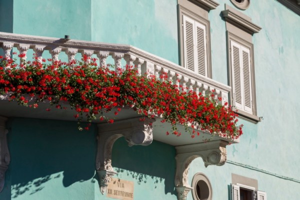 Piante per giardini terrazzi balconi esposti a sud