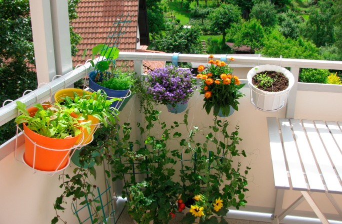 Fiori invernali che non possono mancare in balcone (Foto)