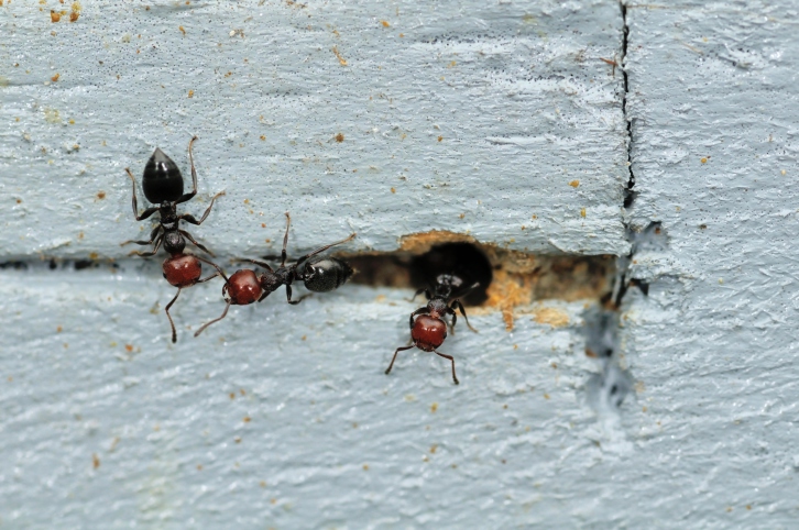 allontanare le formiche