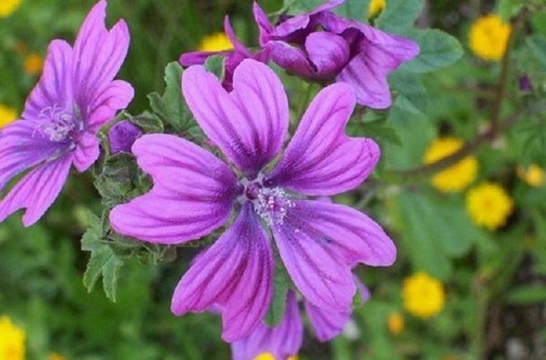 malva spontanea sreadicarla coltivarla