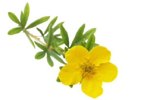 potentilla