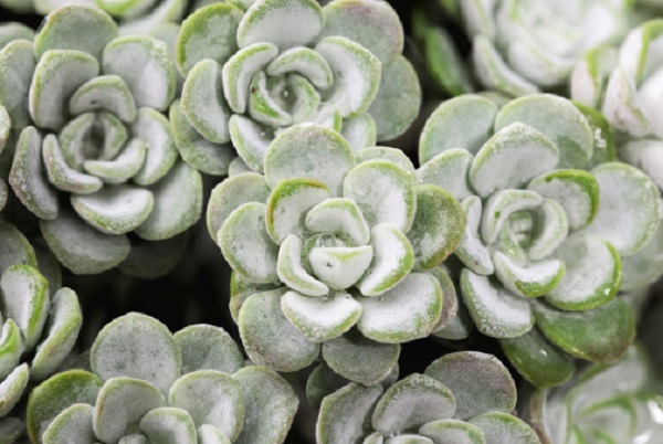 aiuola estiva genere sedum