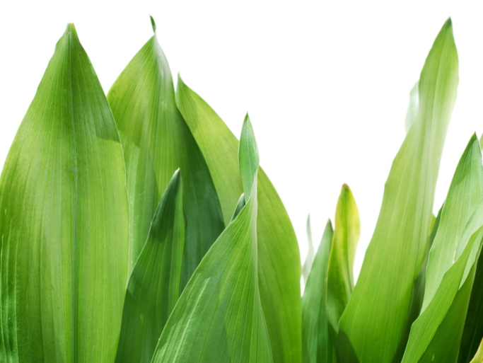 Aspidistra