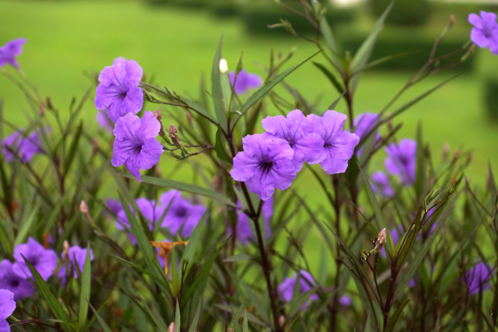 Campanula raineri