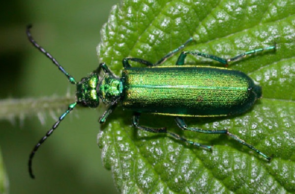 cantaride officinale insetto parassita utile