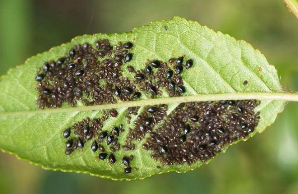 afide nero ciliegio insetto parassita