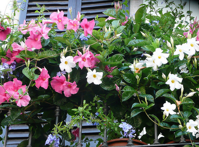 piante per il balcone