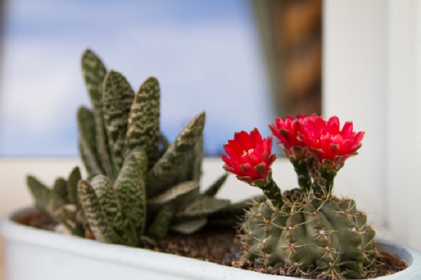Consigli aumentare fioritura cactus