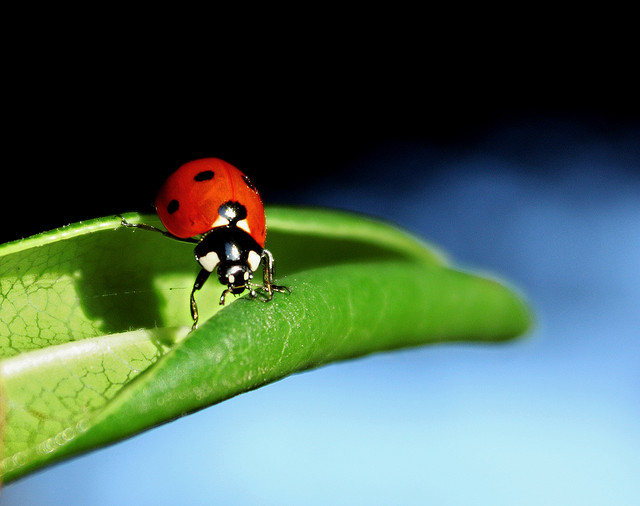 Coccinelle