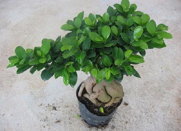 Bonsai interno ficus ginseng