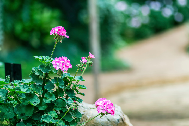 Il giardinaggio fa bene al cervello