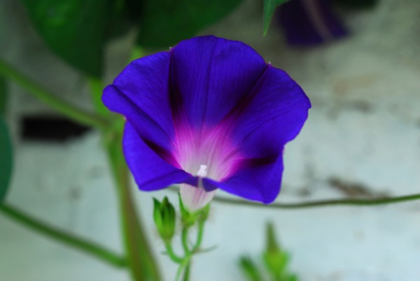 ipomoea