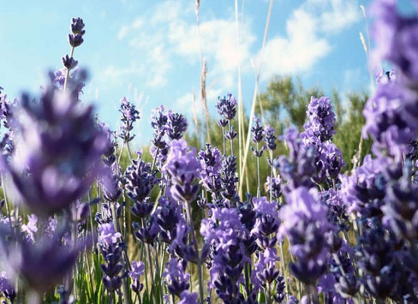 fiori che resistono al sole