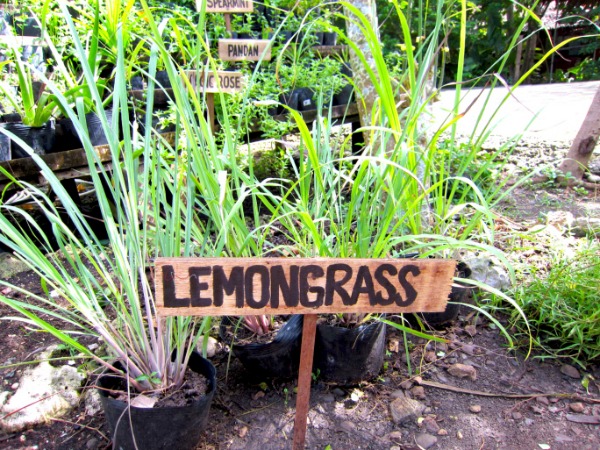 Citronella, i segreti per coltivare la lemongrass