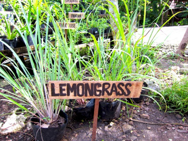 lemongrass