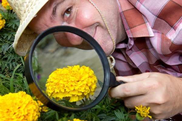 Botanica Urbana, una guida per riconosce le piante medicinali in città