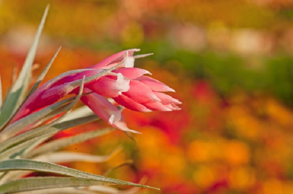 tillandsia pianta appartamento senza substrato