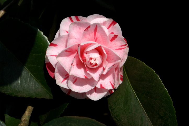 camelia