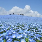 Hitachi Seaside Park oceano fiori