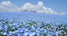 Hitachi Seaside Park oceano fiori