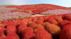 Hitachi Seaside Park oceano fiori