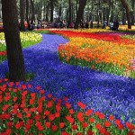 Hitachi Seaside Park oceano fiori