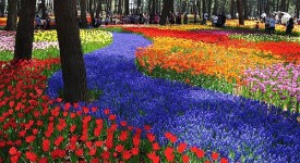 Hitachi Seaside Park oceano fiori