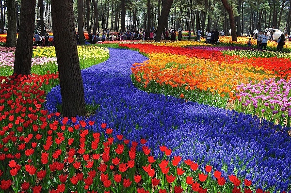 Hitachi Seaside Park oceano fiori