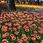 Hitachi Seaside Park oceano fiori