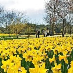 Hitachi Seaside Park oceano fiori