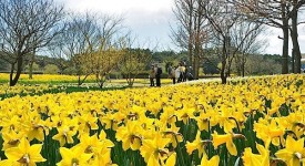 Hitachi Seaside Park oceano fiori