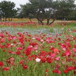 Hitachi Seaside Park oceano fiori