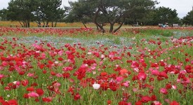 Hitachi Seaside Park oceano fiori