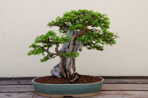 vaso per il bonsai