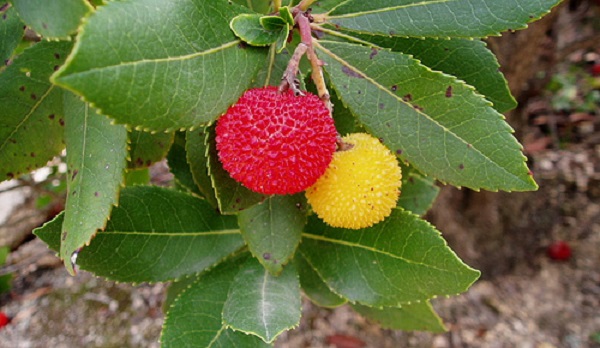 significato fiori corbezzolo