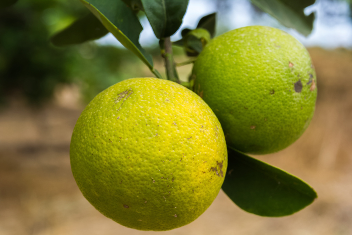 Curare la pianta di limone