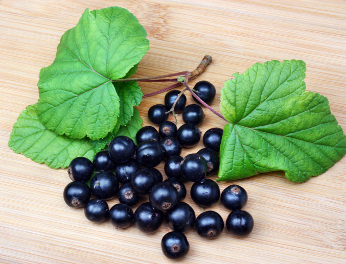 ribes nero