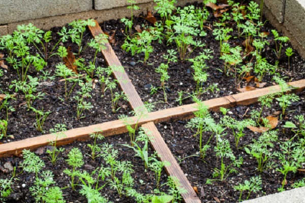 square-foot-garden