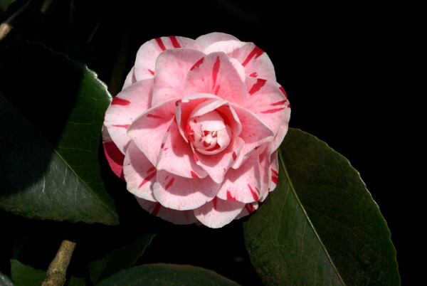 Camelia