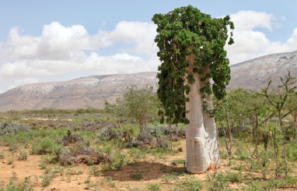 albero del cetriolo o Dendrosicyos socotranus