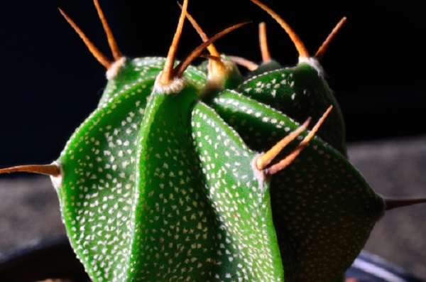 Significato fiori astrophytum asteria