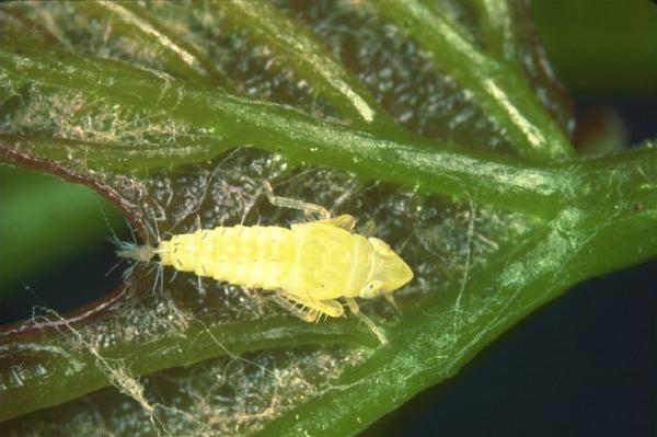 cicalina flavescenza dorata insetto parassita