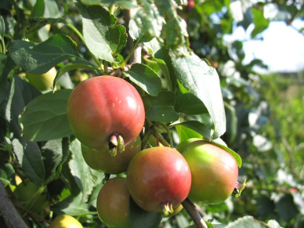 I nuovi frutteti saranno bassi, pedonali e avranno bisogno di meno chimica